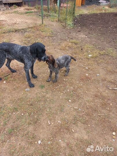 Дратхаар кобель. Вязка