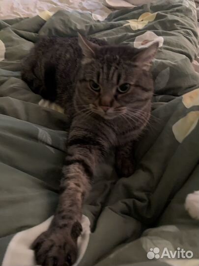 Передержка кошек