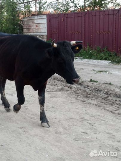 Две тёлки коровы и телята