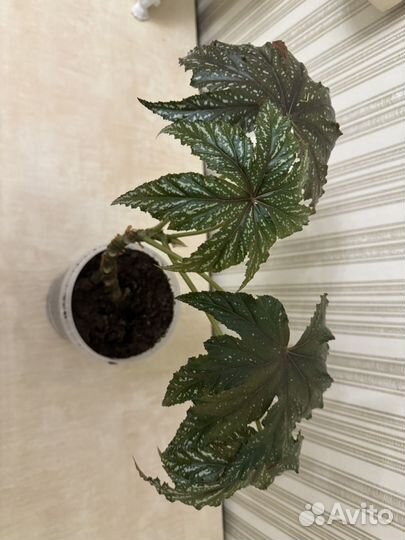 Бегония Гриффон