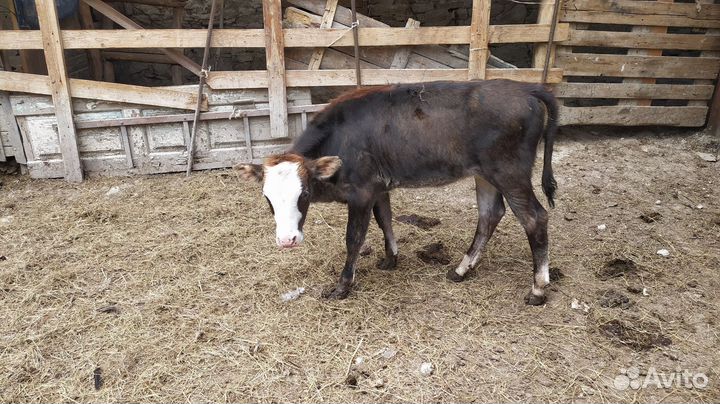 Телки телята