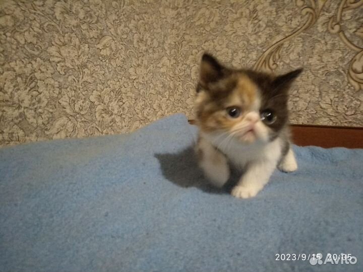 Экзотические котята