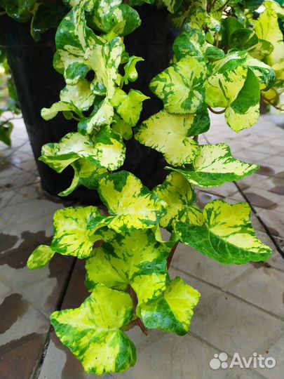 Сортовые плющи, разные виды