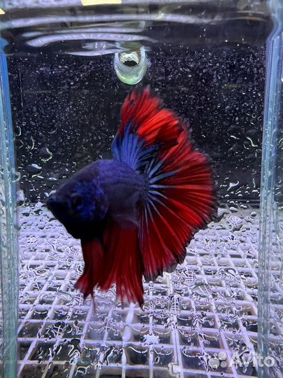 Рыбка петушок сиамский