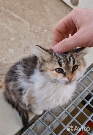 Кошечки в ответственные, добрые руки