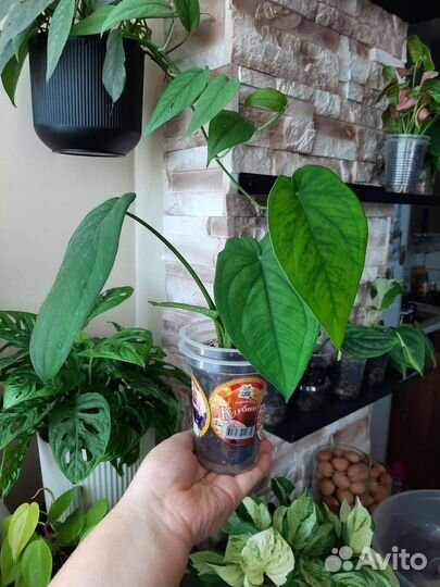 Филодендрон, Пеперомия, Эпипремнум, Плющ, Хойя