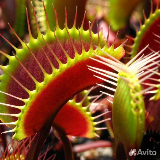 Венерина Мухоловка хищное растение