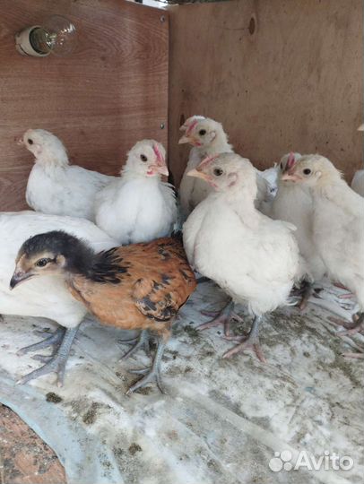 Инкубационное яйцо