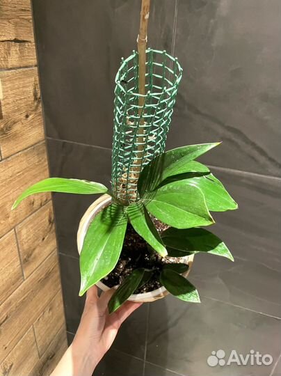 Рафидофора декурсива