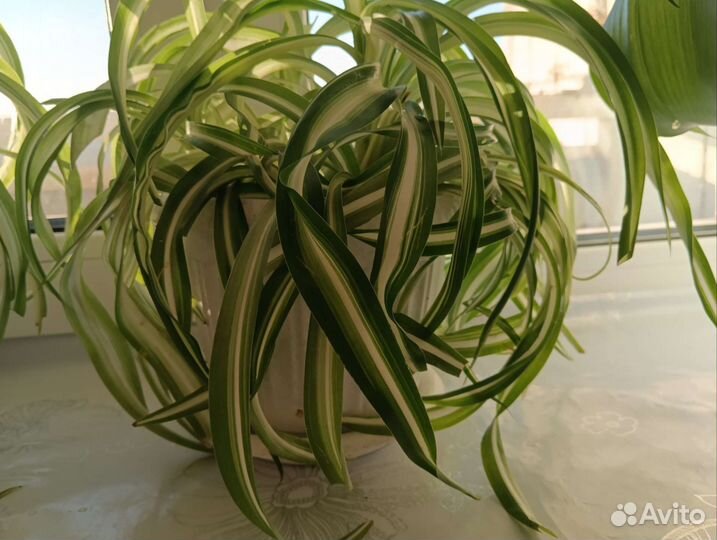 Хлорофитум бонни