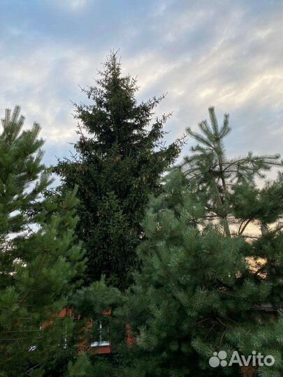 Ель живая большая