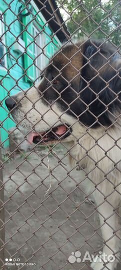 Сенбернар вязка