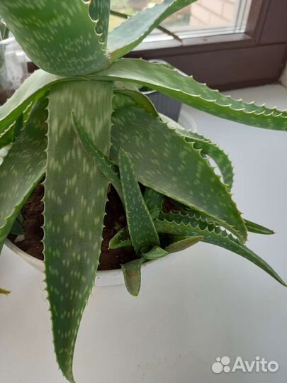 Комнатные растения. Толсянки, алоэ вера, пеперомия