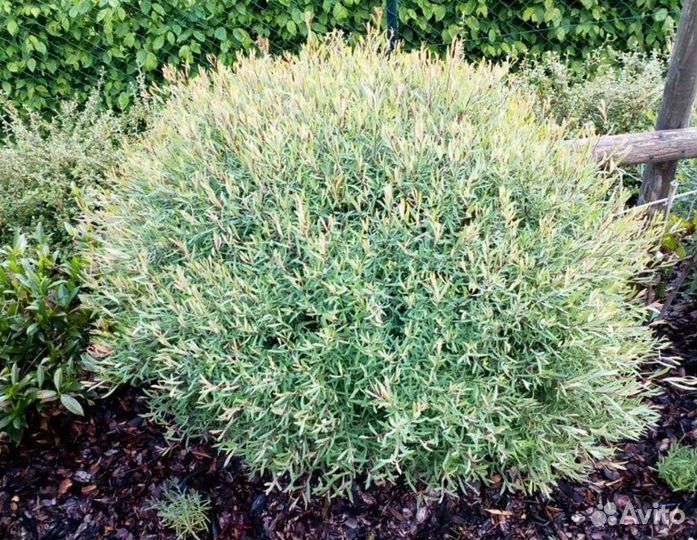 Ива пурпурная Нана