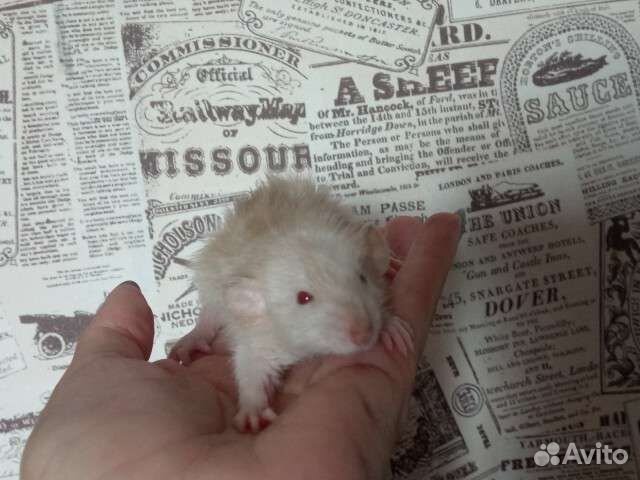 Крысята марбл/лонг/девил