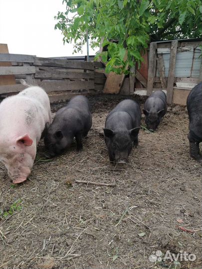 Вьетнамские вислобрюхие поросята