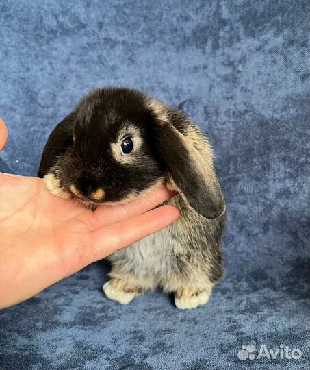 Кролики мини карликовые ручные