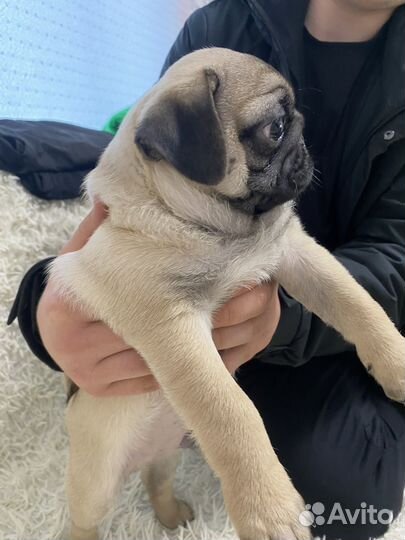 Щенки мопса