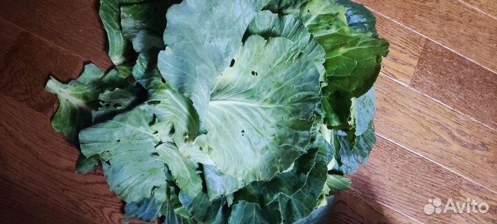 Листья капусты на серые щи