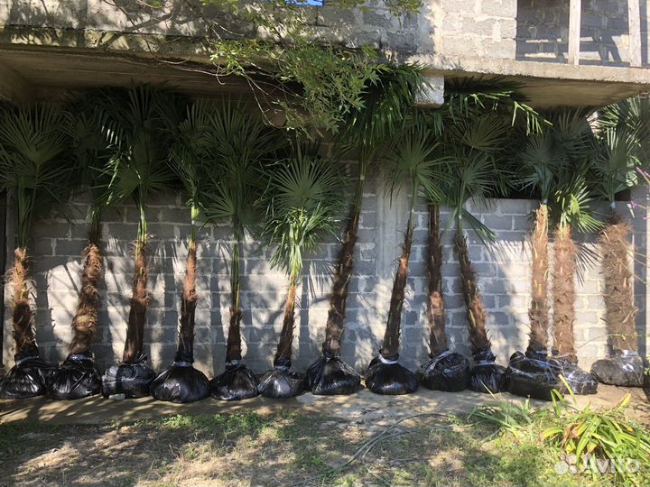 Пальмы трахикарпус