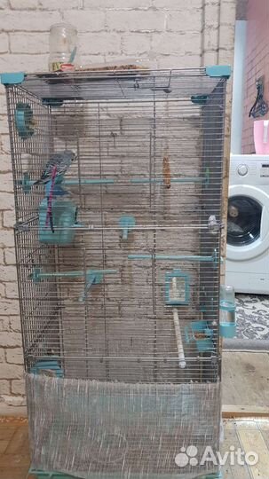 Волнистый попугай