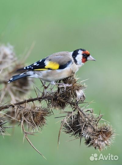 Щегол привезли из Новосибирская