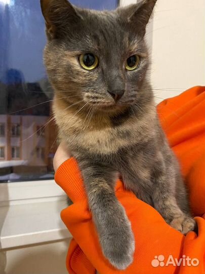 Коты в добрые руки