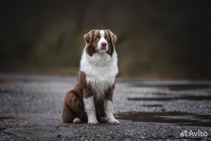 Модели овчарки для фотосессии или рекламы