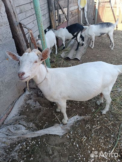 Коза дойная молочная