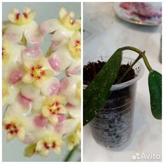 Цветок Хойя