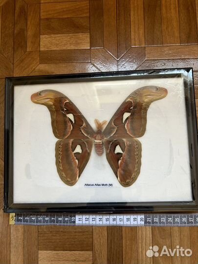 Бабочка,паук птицеед,чучело