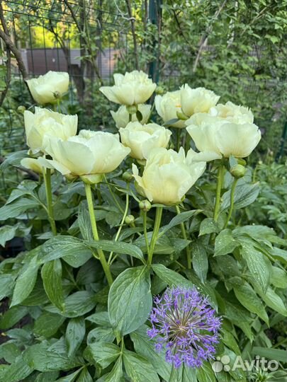 Пион Ванилла Шнапс Vanilla Schnapps