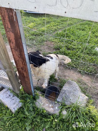 Отдается собачка в добрые руки