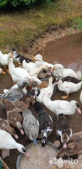 Мускусные утки