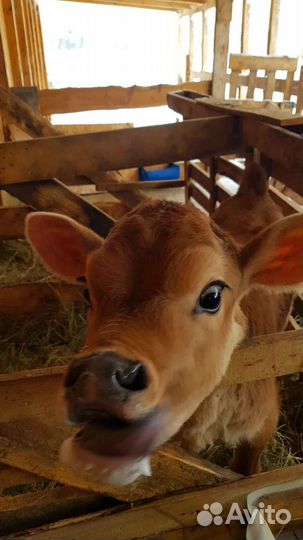 Бычок Джерси