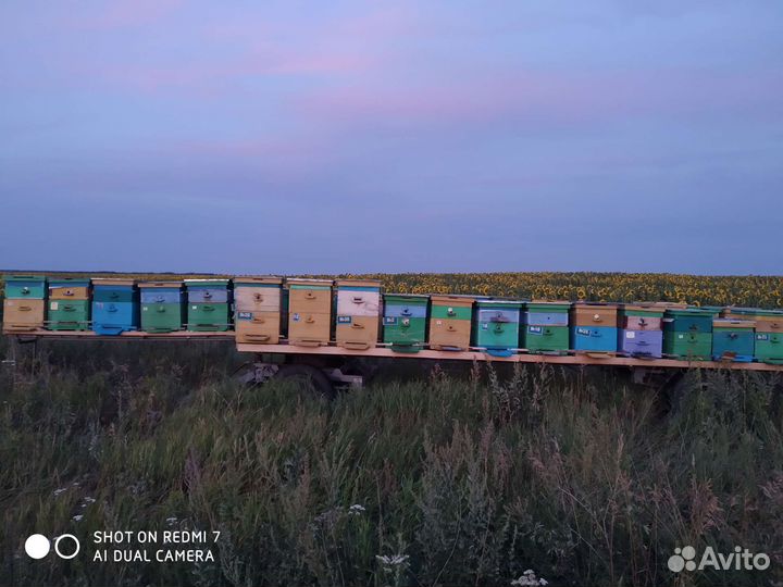 Прицеп для перевозки пчел (пчелоплатформа)