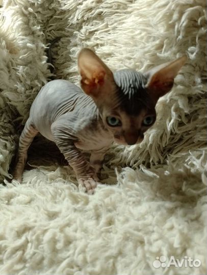 Канадский сфинкс котенок