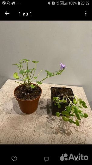 Кампанула жених и невеста