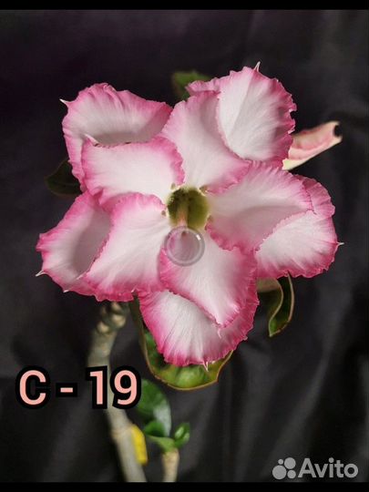 Адениум взрослый