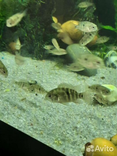 Аквариумные рыбки цихлиды