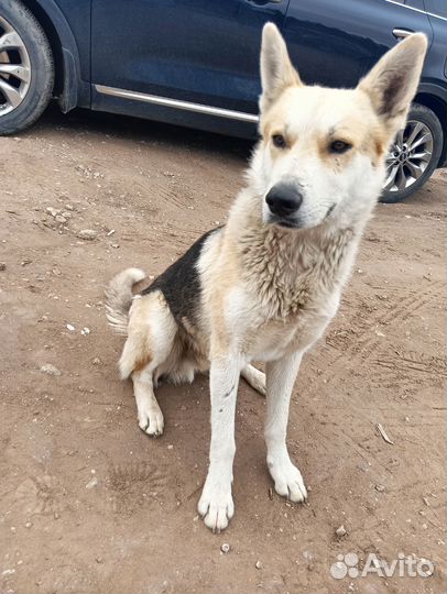 Собака в добрые руки отдам бесплатно
