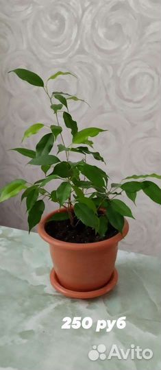 Фикус бенджамина