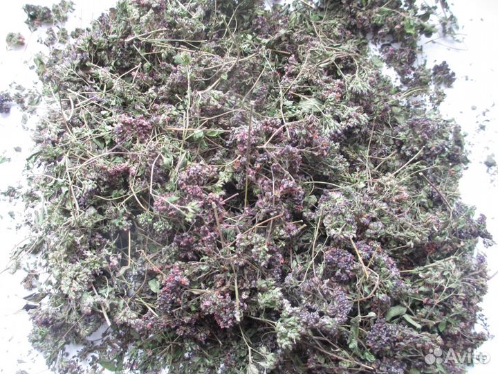 Душица (орегано) в Москве