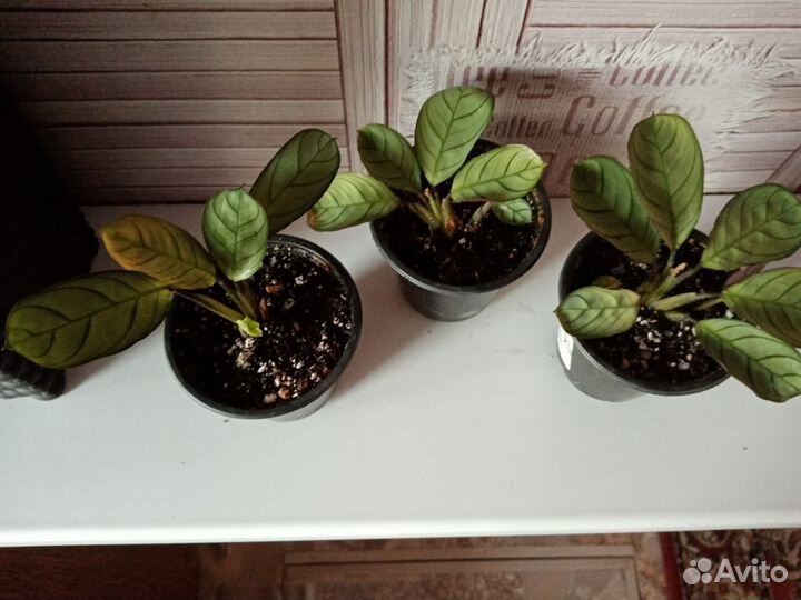 Комнатные растения