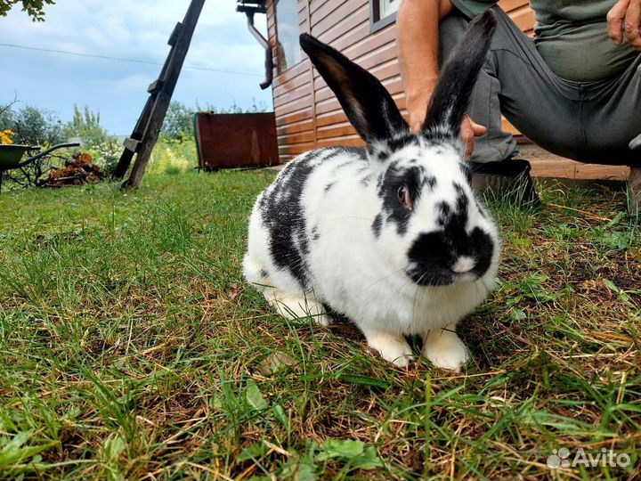 Немецкий великан строкач самка беременная продам