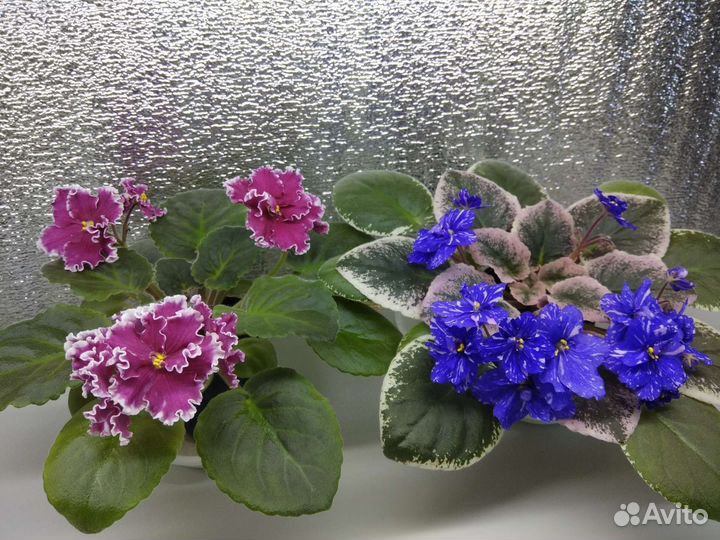 Фиалки селекционные