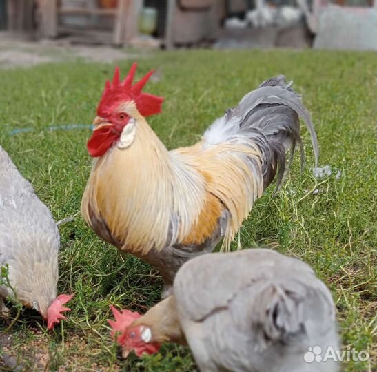 Породные куры.Яйцо,цыплята