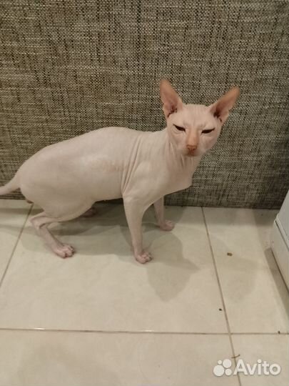 Донской сфинкс