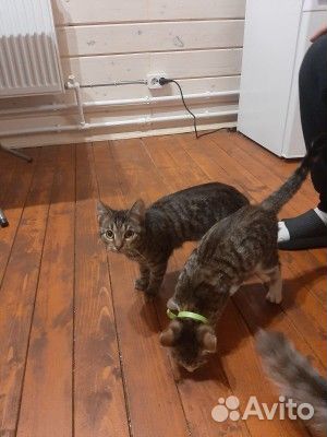 Котята в добрые руки приучены к лотку