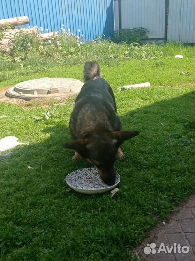 Маленькая собака в добрые руки бесплатно